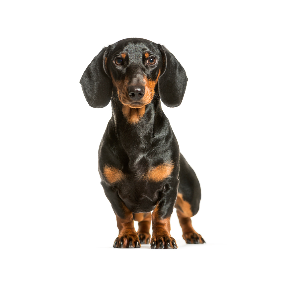 Labrador
